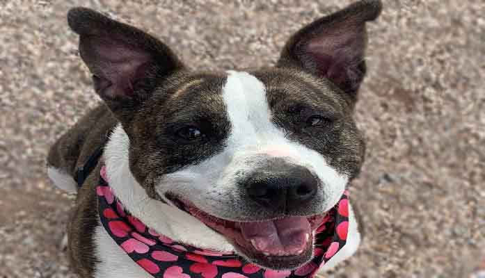 Hobbs Signs Popular Pet Vet Care Bill