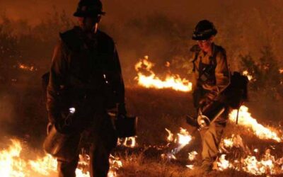 Environmental Reviews May Be Worsening The Wildfire Crisis
