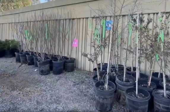 Phoenix Mayor Plants More Trees Despite Drought Emergency, Giving Up Water Rights