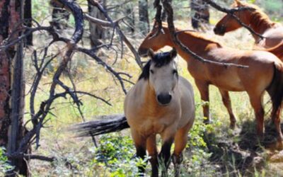 Schweikert, Ciscomani Join Democrat Reps. Titus, Cohen To Launch Wild Horse Caucus