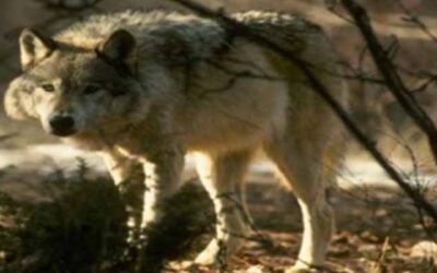 Rep. Griffin Calls For Mexican Gray Wolf To Be Removed From Endangered Species List