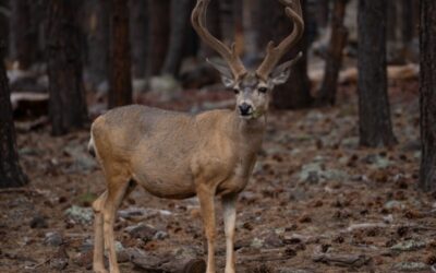 Governor’s Office Opens Applications For Arizona Game And Fish Commission Vacancy