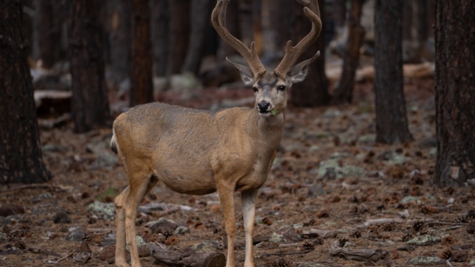azfn-deer deer