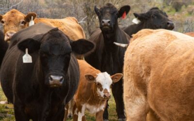 Arizona Lawmaker Introduces ‘No Tax On Troughs’ Bill Targeting Ranching Costs