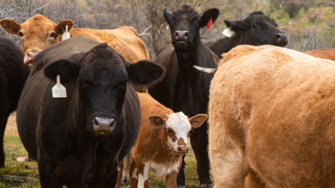 cattle on ranch