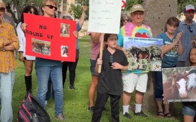 Advocates Call On Hobbs To Pause Salt River Wild Horse Removals Pending Independent Scientific Review