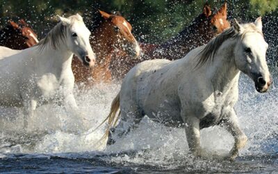 Wildlife Ecologist To Join Capitol Rally Opposing Planned Salt River Horse Removals