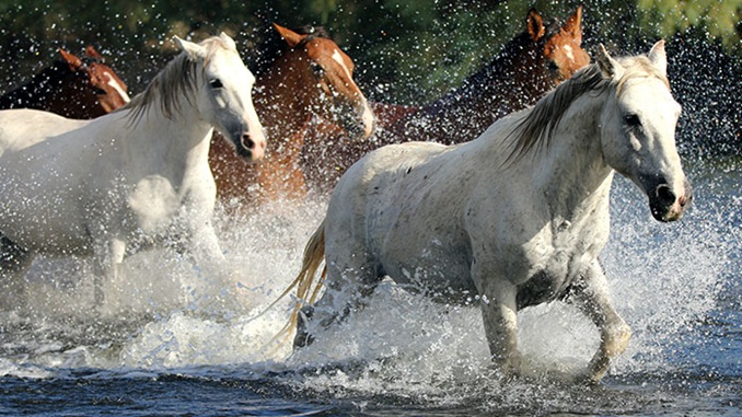 wild horses