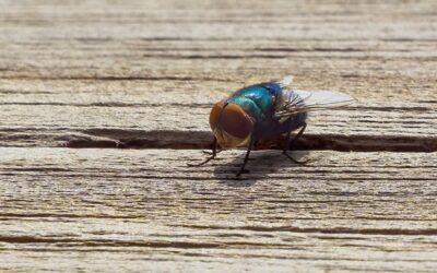 Biggs Helps Secure $25 Million Arizona Facility To Combat New World Screwworm