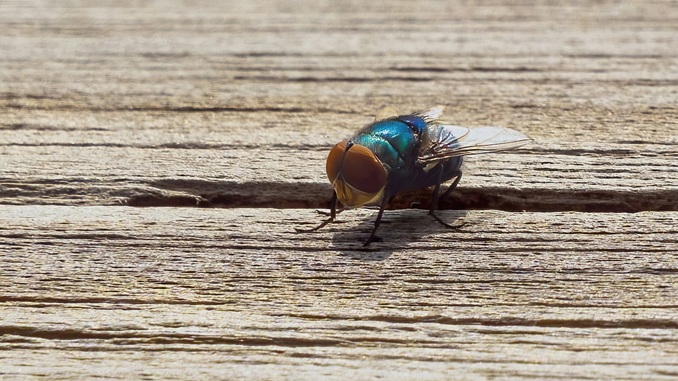 Biggs Helps Secure $25 Million Arizona Facility To Combat New World Screwworm